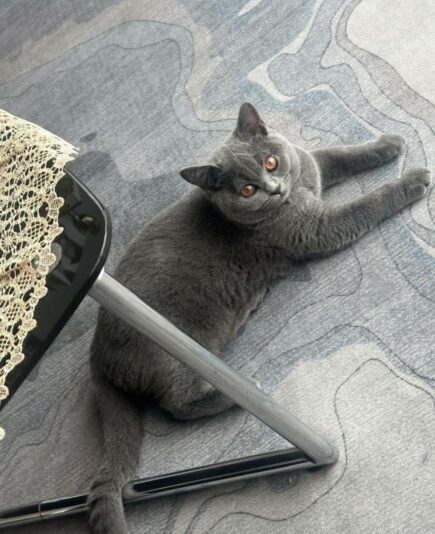 Screenshot_20250715_133702_WhatsApp