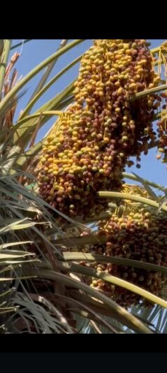 Screenshot_2025-07-20-16-10-00-13_6012fa4d4ddec268fc5c7112cbb265e7