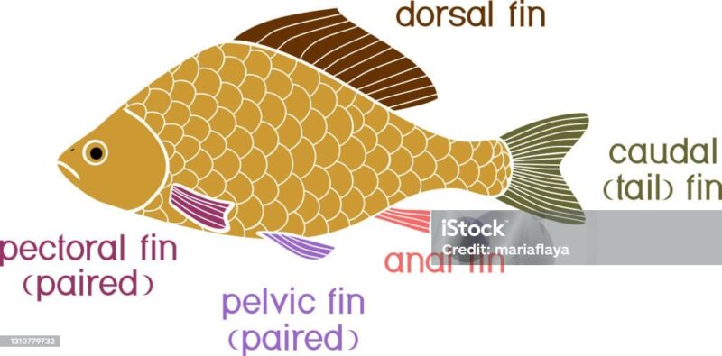 Different types fish fins isolated on white background