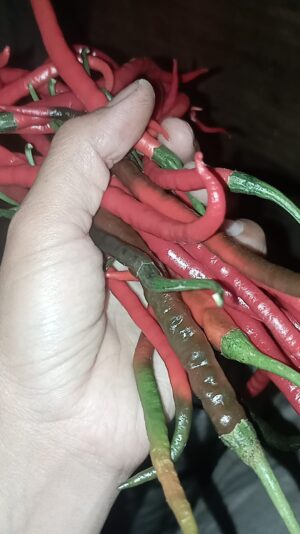 528150696_2546134919092268_5442857267205069521_n