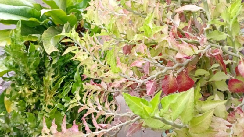 WhatsApp Image 2025-08-08 at 14.55.47