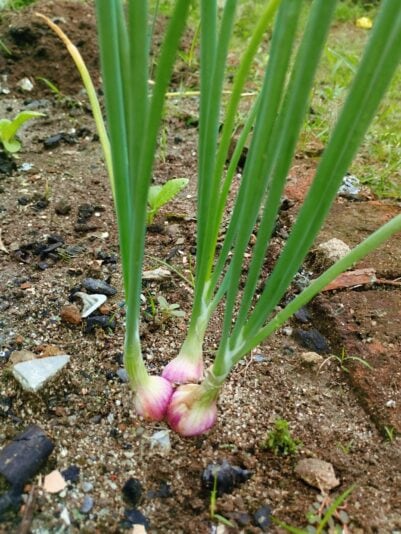 528759747_24654475240836895_3914625830178847680_n