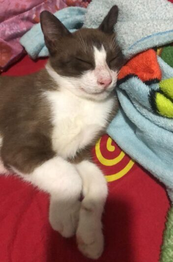 3344b81d-25d8-4131-a130-c0aad682bd95