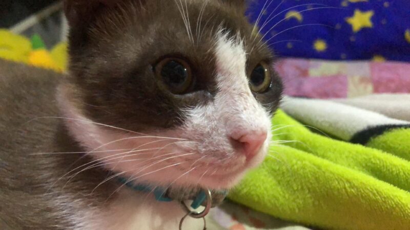 3933ee1a-5387-40b3-b243-7f2b0d3287e8