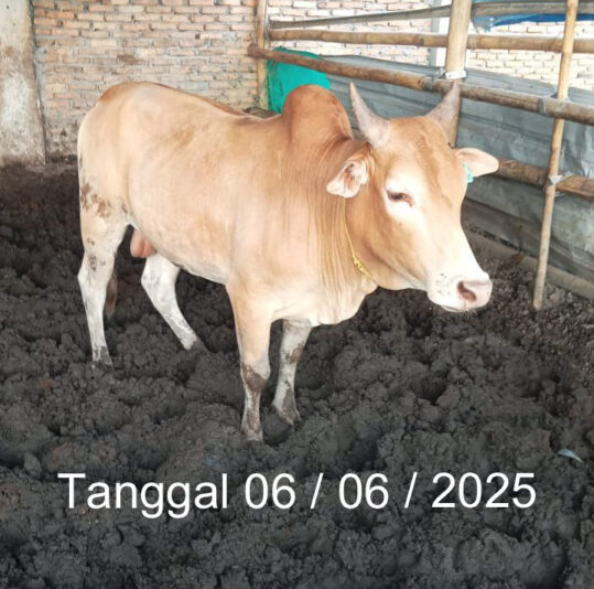 20250604 Lembu Qurban copy