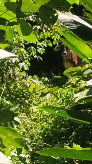 WhatsApp Image 2025-06-08 at 10.04.05