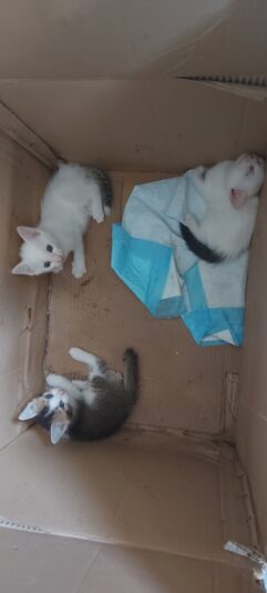 17507468223763339525147617261336