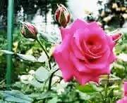 FB_IMG_1441990302865