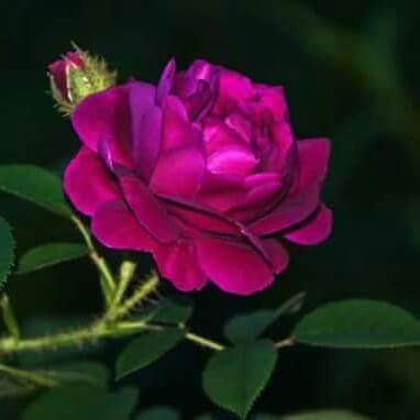 FB_IMG_1441990022087