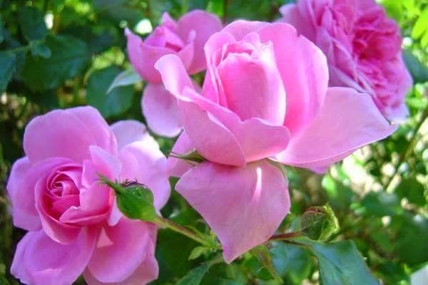 kumpulan+soal+uts+IPA+SD