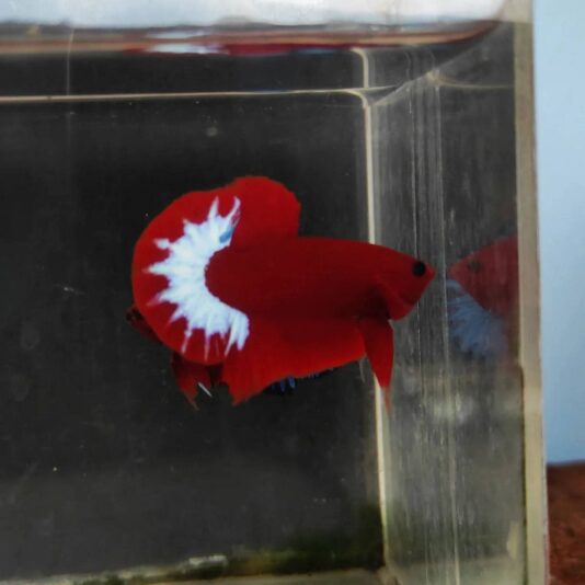 IMG_20250718_072119_597