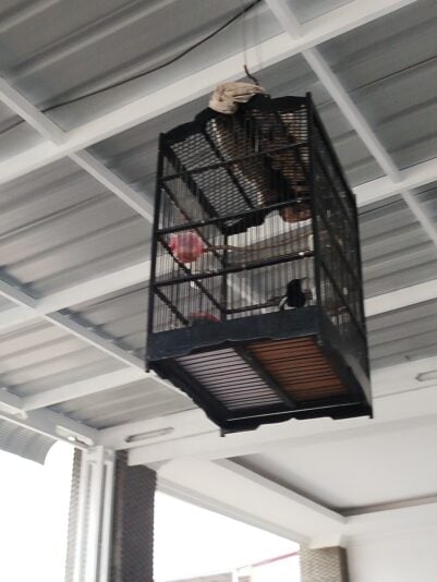 17454909355247695081863391366430