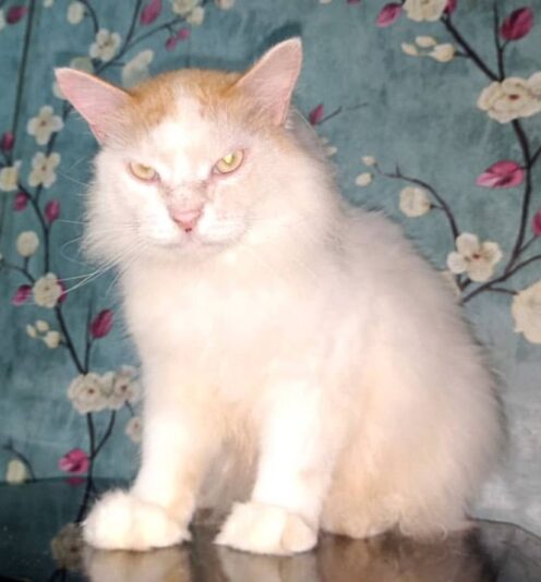 WhatsApp Image 2025-05-03 at 10.18.30