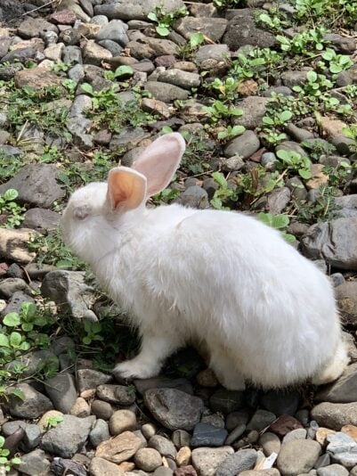 E96715D2-7D59-42EB-8DE0-434037DD3203