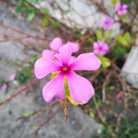 IMG_20250430_181326_1