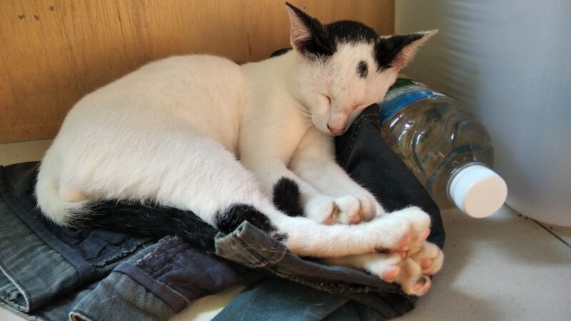 IMG_20250524_083731_1