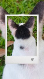 2025-07-15-163414431