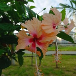 2025-06-12-175436659