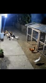 threadsdownloader.com_ca008a