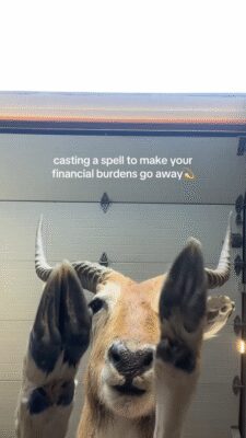 black.moth-20251113-0001