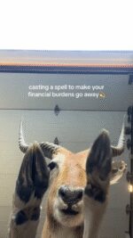 black.moth-20251113-0001