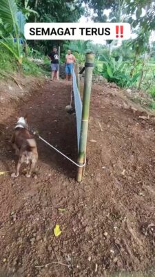 asmo_boy19-20251219-0001