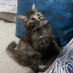 Profile photo of Zahra