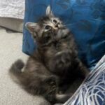 Profile photo of Zahra