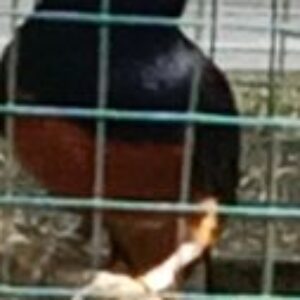 Profile photo of Jutawandinar