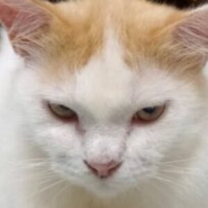 Profile photo of Anee