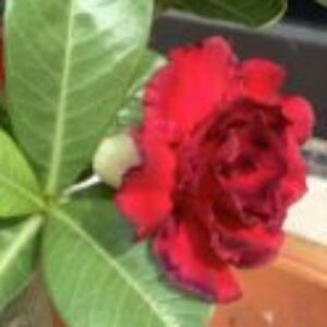 Profile photo of Peach78